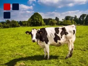 David Maccoubrey Case Study Environmental1