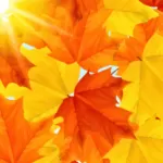 Seasonal fall website banners with autumn leaves and warm tones to boost Canadian Thanksgiving marketing campaigns.
